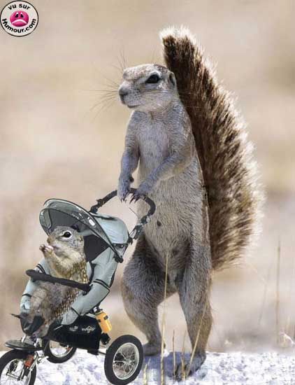 Promener un écureuil